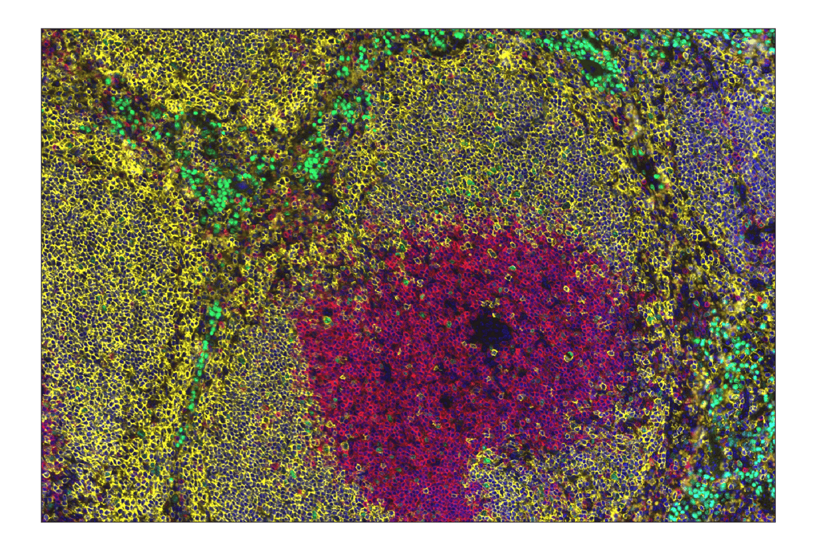 FMC63 scFv (F2Q8G) Rabbit Monoclonal Antibody (Alexa Fluor® 647