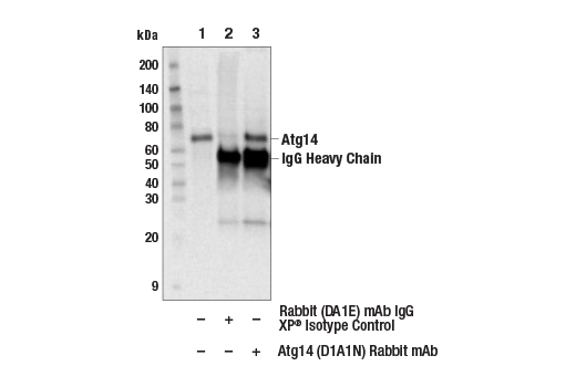 undefined Image 13: Beclin-1 Complex Antibody Sampler Kit