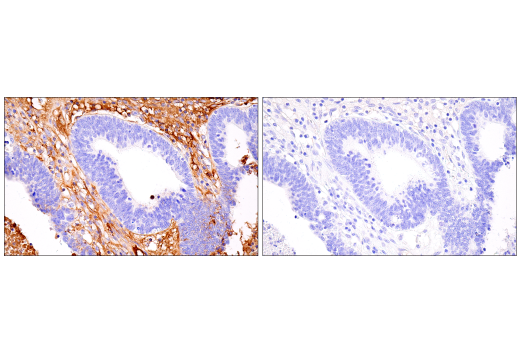 Immunohistochemistry Image 5: IgM (E9U8J) Rabbit Monoclonal Antibody