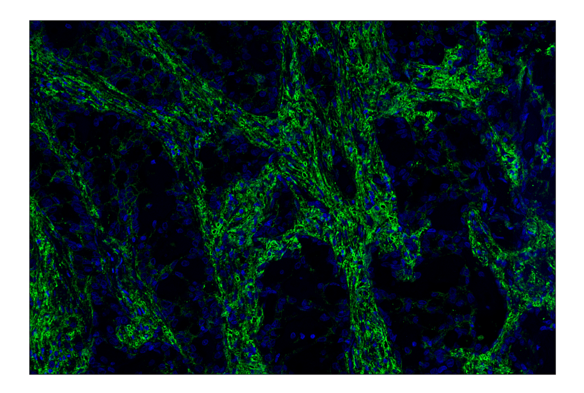 Immunohistochemistry Image 6: Hyaluronan Complete Tissue Staining Kit (Alexa Fluor<sup>®</sup> 488)