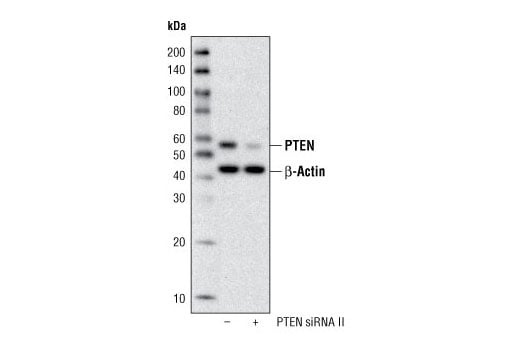 Western Blotting Image 3: PTEN (138G6) Rabbit Monoclonal Antibody (Biotinylated)