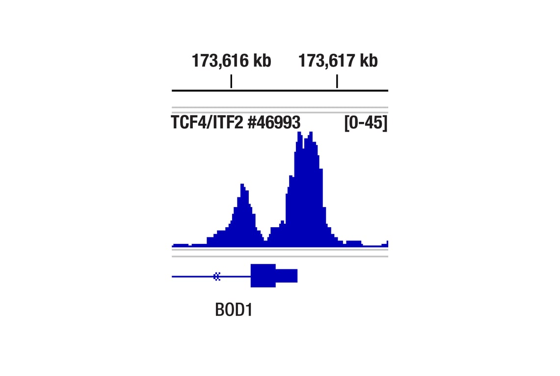 CUT & RUN Image 1: TCF4/ITF2 (E3X2Y) Rabbit Monoclonal Antibody (ChIP Formulated)