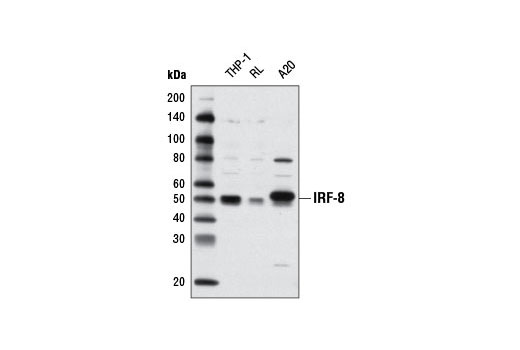 Western Blotting Image 2: IRF-8 (D20D8) Rabbit Monoclonal Antibody