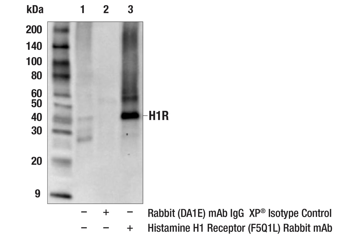 Immunoprecipitation Image 1: Histamine H1 Receptor (F5Q1L) Rabbit Monoclonal Antibody