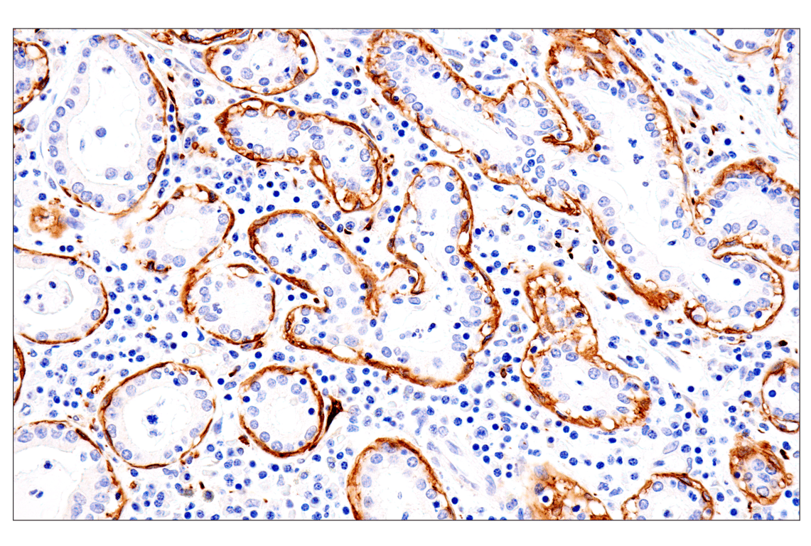 Immunohistochemistry Image 4: p75NTR (E7I3M) Rabbit Monoclonal Antibody (BSA and Azide Free)
