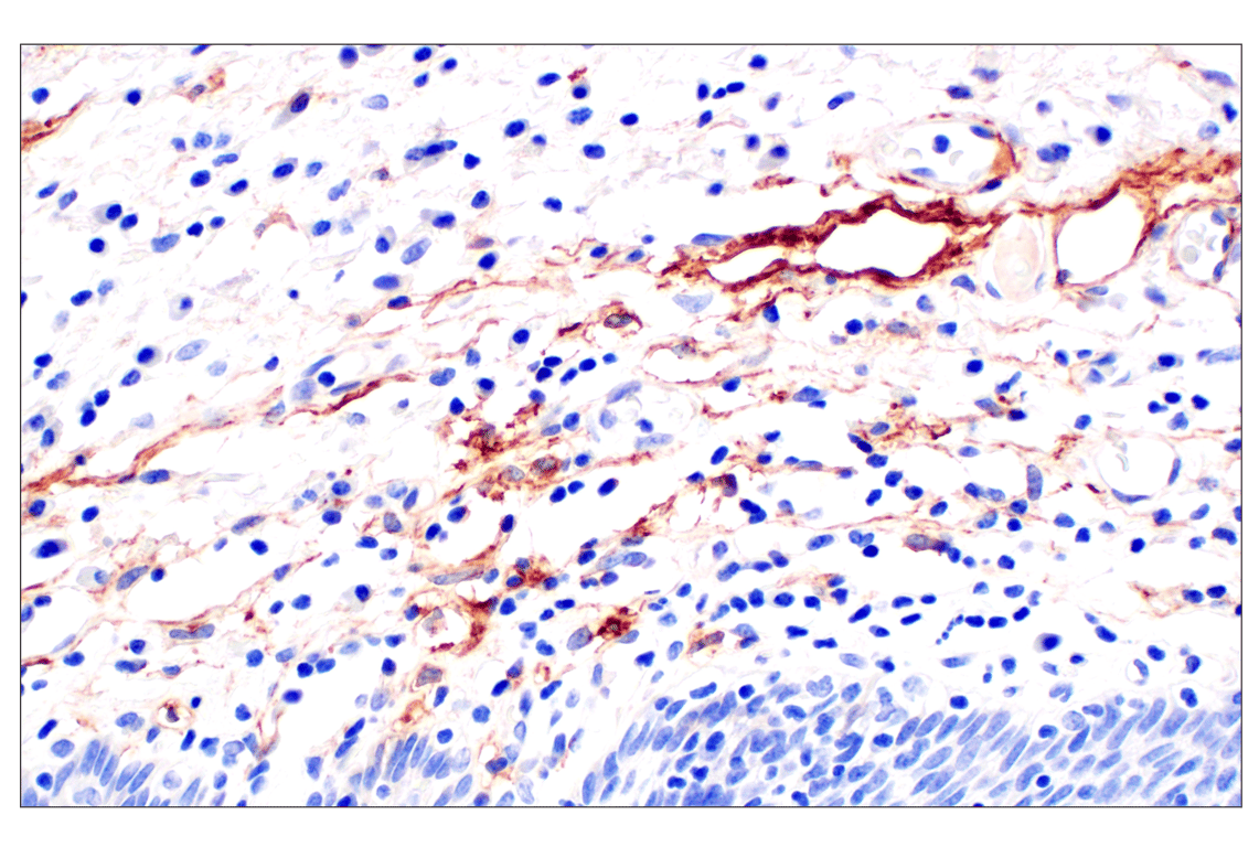 Immunohistochemistry Image 9: Neuropilin-2 (E5Q2G) Rabbit Monoclonal Antibody