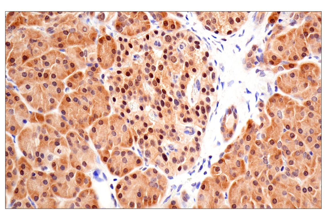 Immunohistochemistry Image 7: ACBP/DBI (E4V8V) Rabbit Monoclonal Antibody