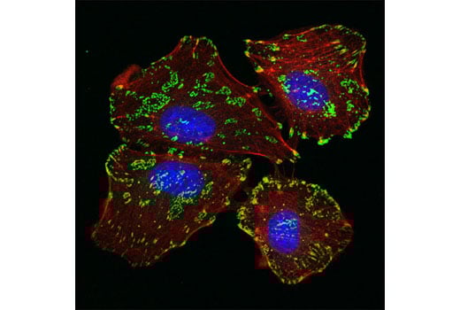 undefined Image 11: Integrin Antibody Sampler Kit