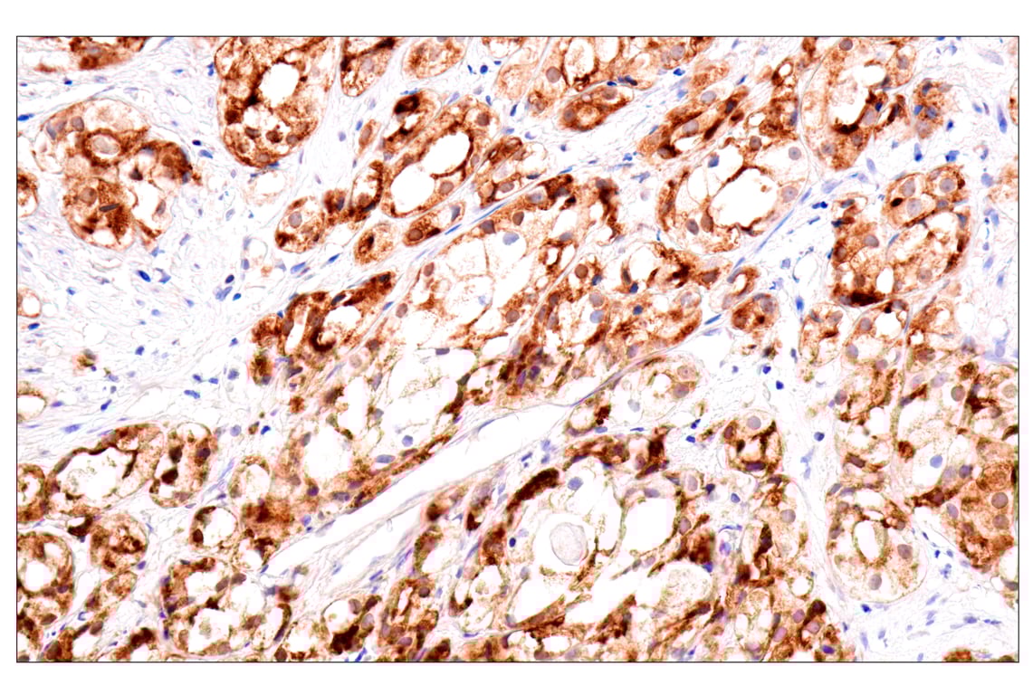 Immunohistochemistry Image 2: GDF15/MIC1 (E5Q8Q) Rabbit Monoclonal Antibody