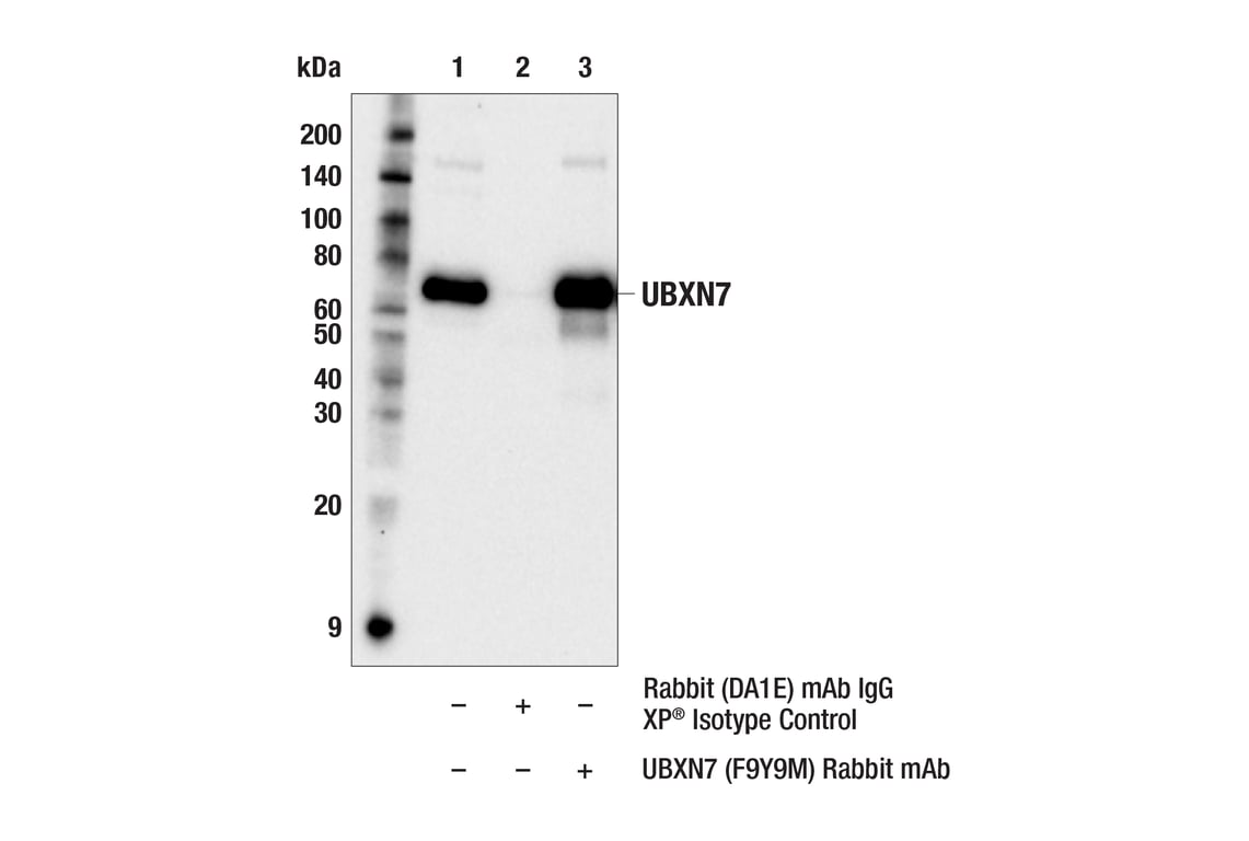 Immunoprecipitation Image 1: UBXN7 (F9Y9M) Rabbit Monoclonal Antibody