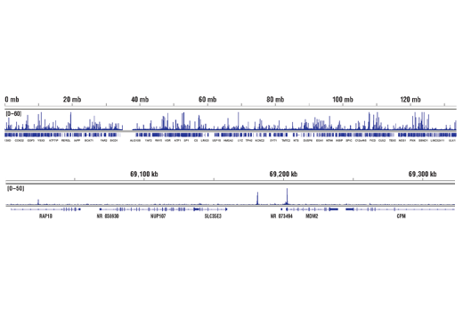 p63-α (D2K8X) XP® Rabbit mAb | Cell Signaling Technology
