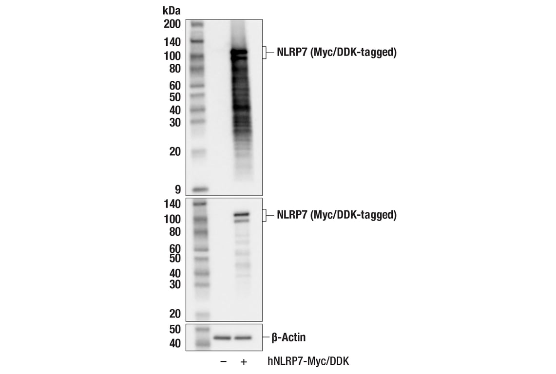 Western Blotting Image 2: NLRP7 (F9U8L) Rabbit Monoclonal Antibody