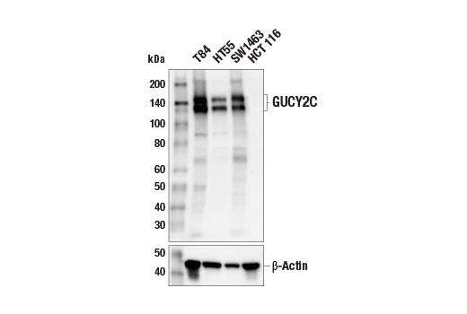 Western Blotting Image 1: GUCY2C (E6I2U) Rabbit mAb