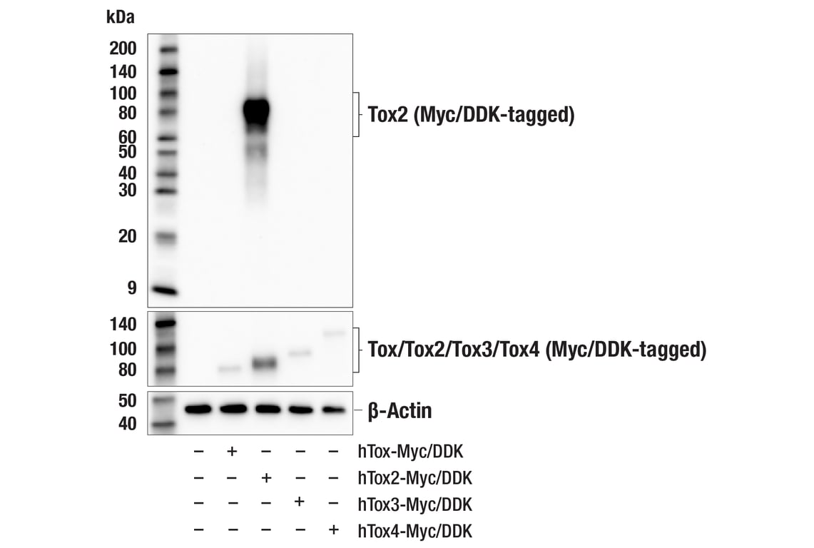 Western Blotting Image 2: Tox2 (E3N3G) Rabbit Monoclonal Antibody