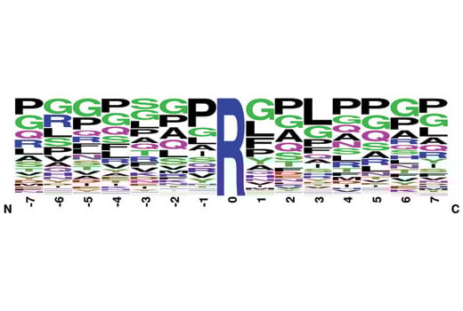 PTMScan Image 2: PTMScan<sup>®</sup> Asymmetric Di-Methyl Arginine Motif [adme-R] Kit