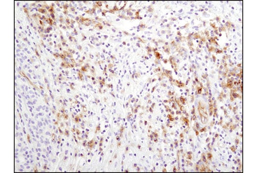 Immunohistochemistry Image 1: CD102/ICAM-2 (D7P2Q) Rabbit Monoclonal Antibody