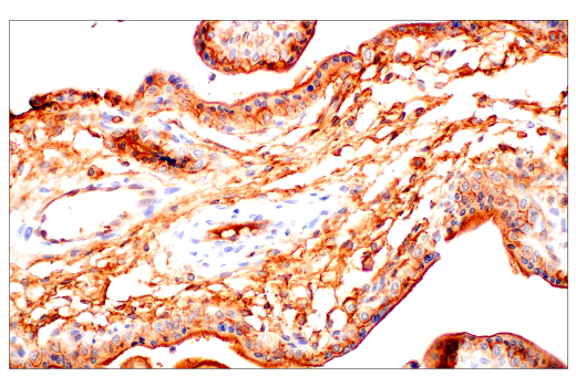 Immunohistochemistry Image 8: JAM-A (E8D2N) Rabbit Monoclonal Antibody