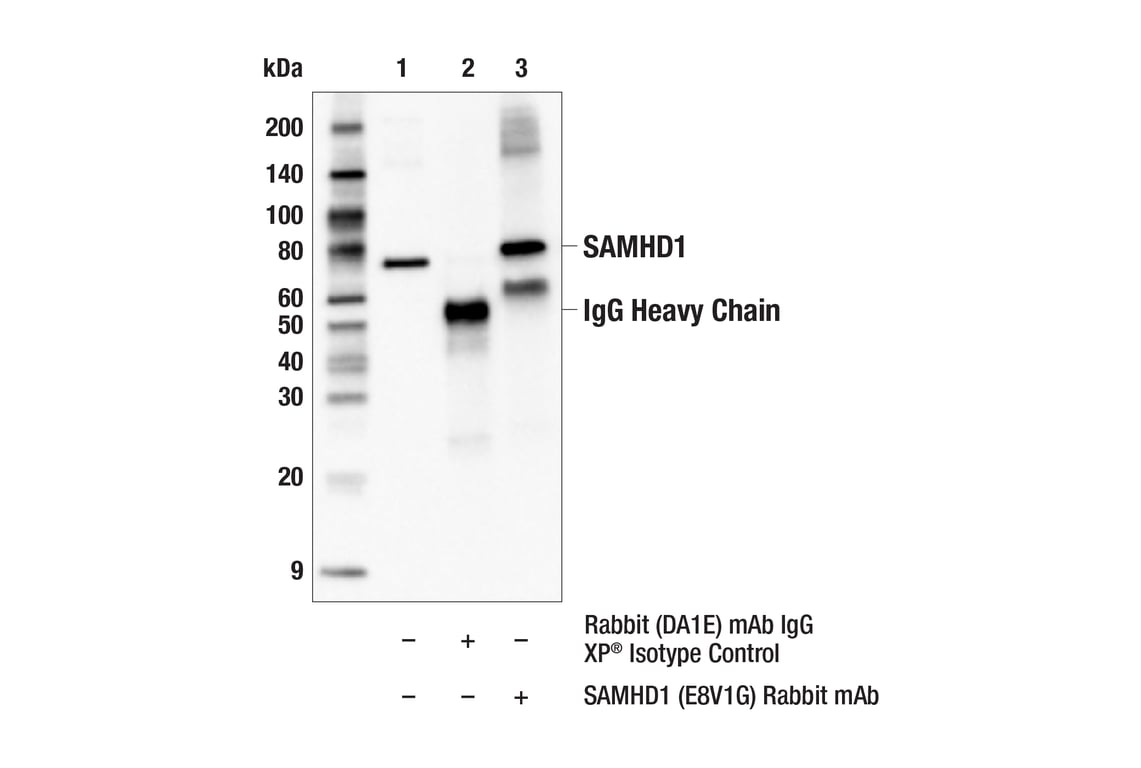 Immunoprecipitation Image 1: SAMHD1 (E8V1G) Rabbit Monoclonal Antibody