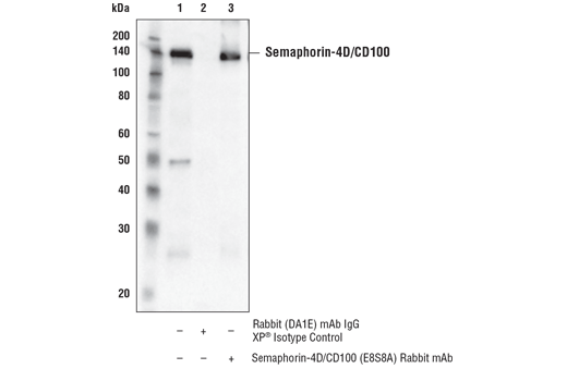 Immunoprecipitation Image 1: Semaphorin-4D/CD100 (E8S8A) Rabbit Monoclonal Antibody