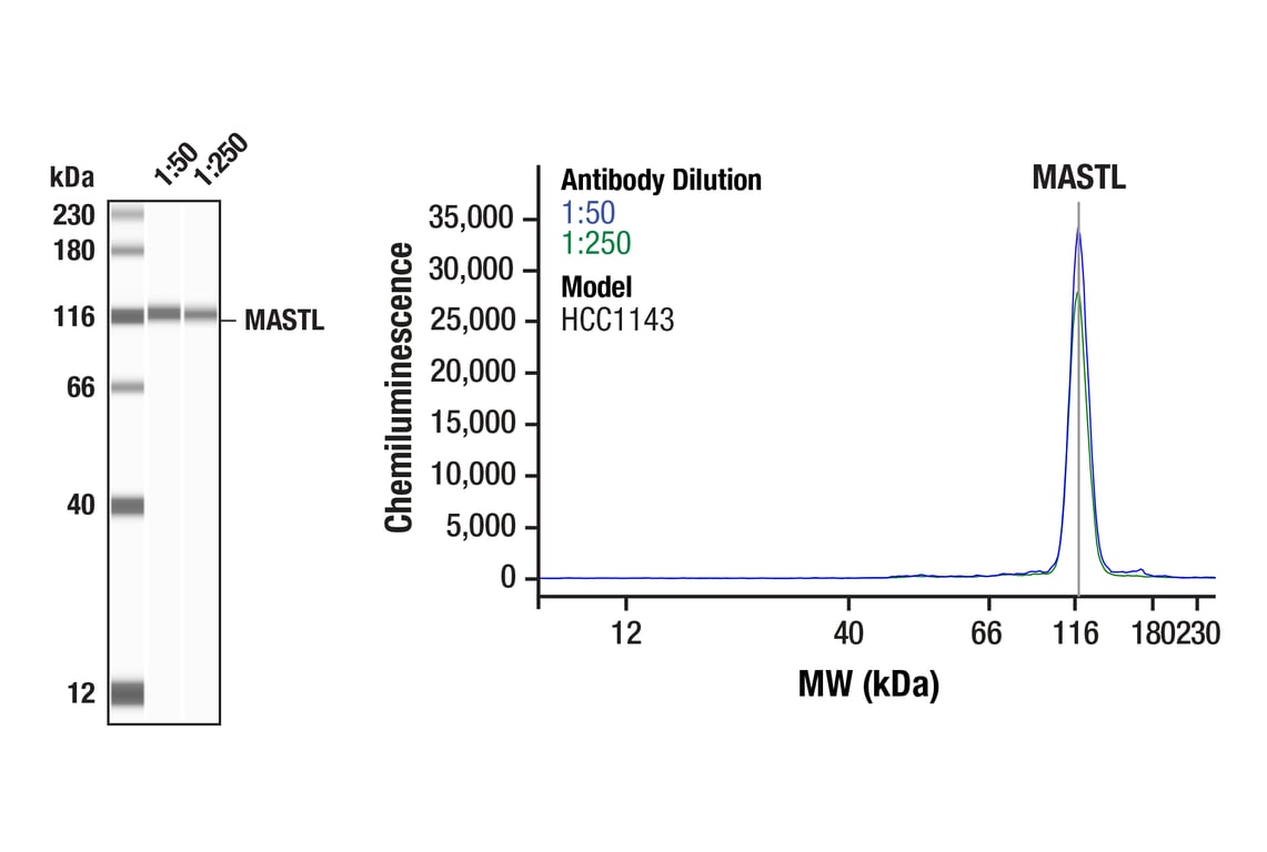 Western Blotting Image 1: MASTL (F7I2C) Rabbit Monoclonal Antibody