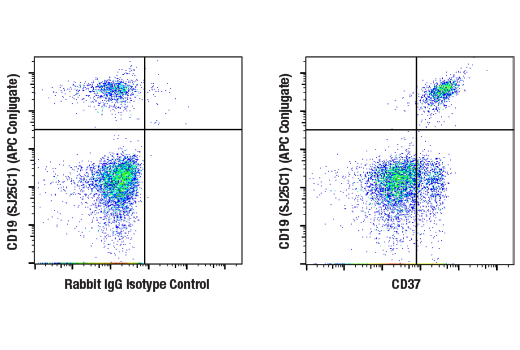 Flow Cytometry Image 1: CD37 (E4K2M) Rabbit Monoclonal Antibody