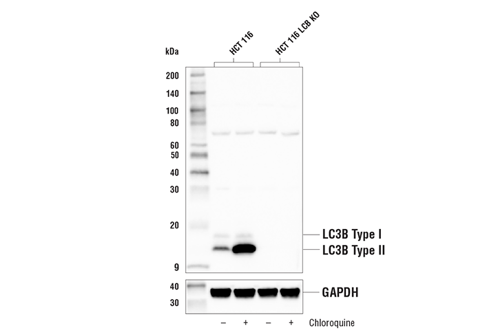 Western Blotting Image 2: LC3B (D11) Rabbit Monoclonal Antibody (Biotinylated)