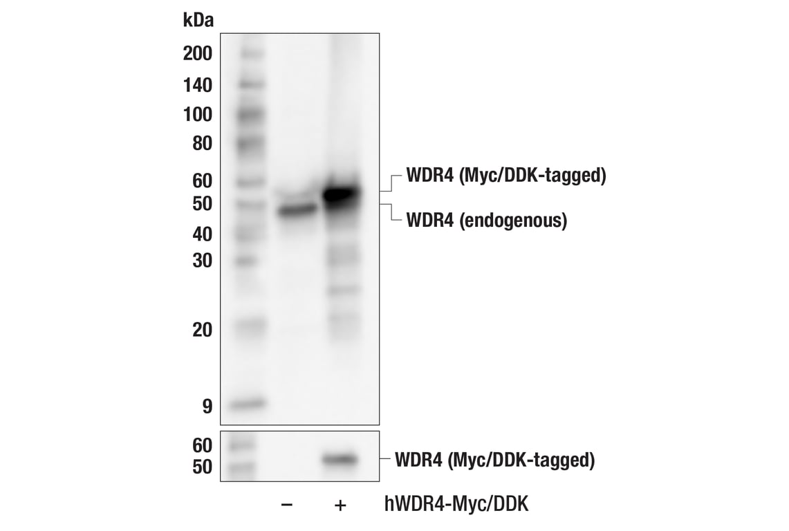Western Blotting Image 2: WDR4 (F1T3E) Rabbit Monoclonal Antibody