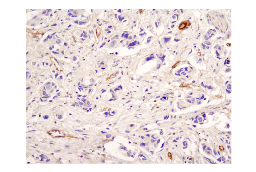Immunohistochemistry Image 2: Neuropeptide Y (D7Y5A) Rabbit Monoclonal Antibody (BSA and Azide Free)
