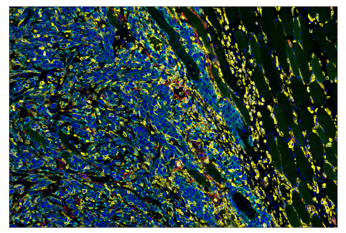 Immunohistochemistry Image 1: CD11b/ITGAM (E4K8C) & CO-0083-594 SignalStar<sup>™</sup> Oligo-Antibody Pair