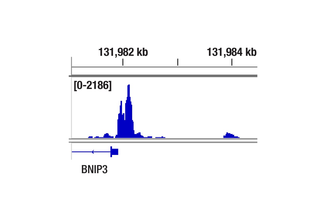 undefined Image 3: Microglia Neurodegeneration Module Antibody Sampler Kit