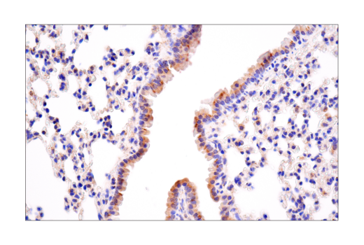 Immunohistochemistry Image 5: MAVS (E8Z7M) Rabbit Monoclonal Antibody
