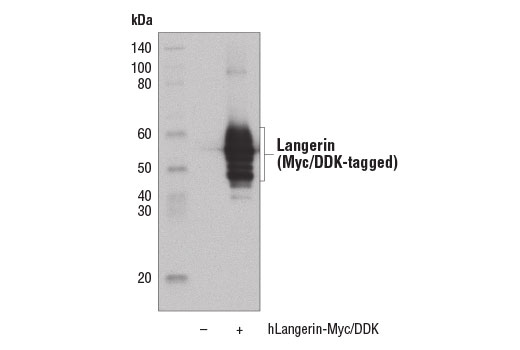 Western Blotting Image 2: Langerin (D9H7R) Rabbit Monoclonal Antibody (BSA and Azide Free)