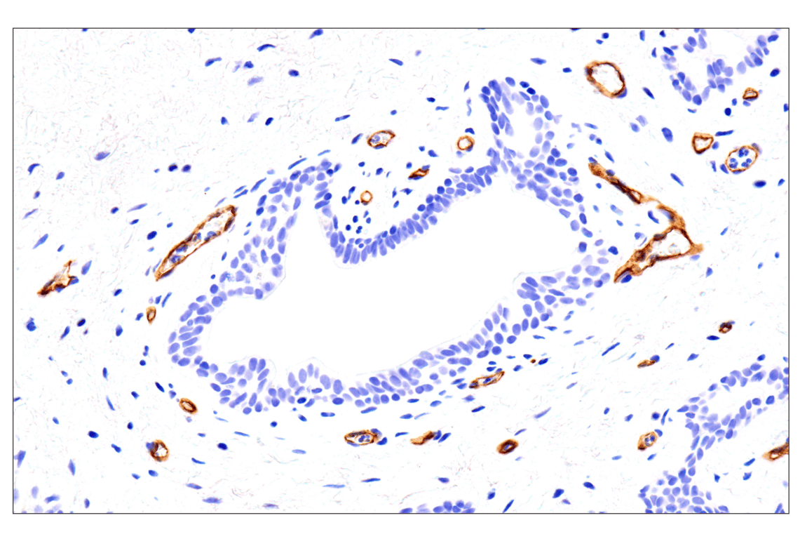 Immunohistochemistry Image 3: EMCN (E3Z4D) Rabbit Monoclonal Antibody (BSA and Azide Free)