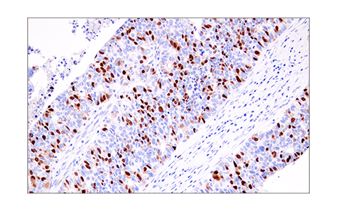 Immunohistochemistry Image 5: Geminin (E5Q9S) Rabbit Monoclonal Antibody