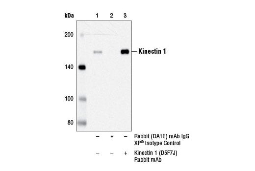 Immunoprecipitation Image 1: Kinectin 1 (D5F7J) Rabbit Monoclonal Antibody