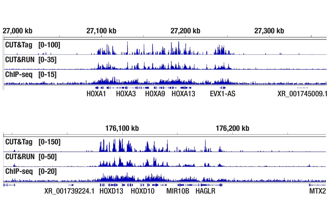 CUT & Tag Image 3: Concanavalin A Magnetic Beads and Activation Buffer