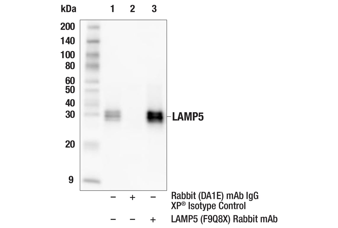Immunoprecipitation Image 1: LAMP5 (F9Q8X) Rabbit Monoclonal Antibody