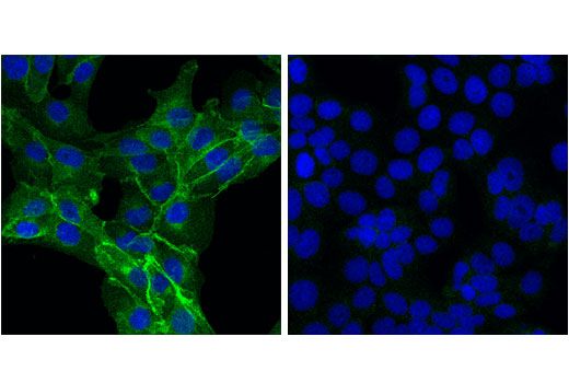 Immunofluorescence Image 1: SIRP alpha/SHPS1 (D6I3M) Rabbit Monoclonal Antibody