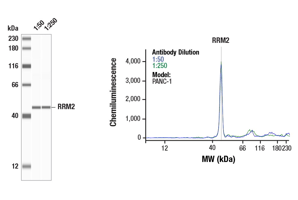 Western Blotting Image 1: RRM2 (E7Y9J) Rabbit Monoclonal Antibody