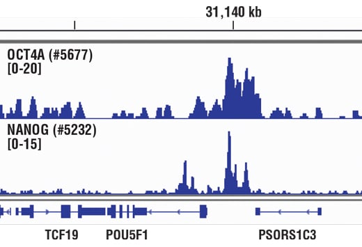 Chromatin Immunoprecipitation Image 1: Nanog (D73G4) XP<sup>®</sup> Rabbit mAb (ChIP Formulated)