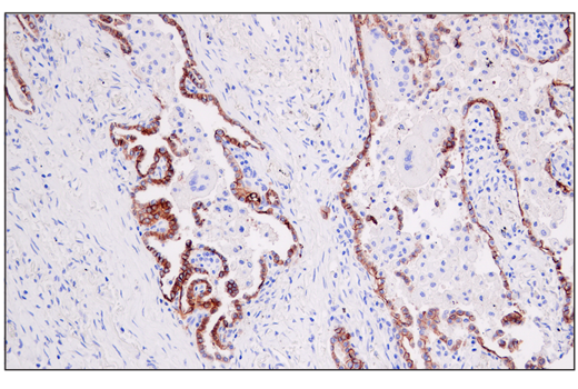 Immunohistochemistry Image 2: AQP4 (D1F8E) Rabbit Monoclonal Antibody