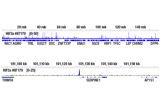 Chromatin Immunoprecipitation Image 2: HIF-2 alpha (E7K6E) Rabbit Monoclonal Antibody