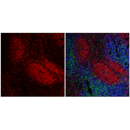 CD45R/B220 (RA3-6B2) Rat mAb (redFluor 710 Conjugate) #82984
