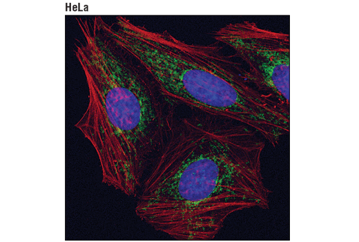 Immunofluorescence Image 2: MFF (E5W4M) XP<sup>®</sup> Rabbit mAb