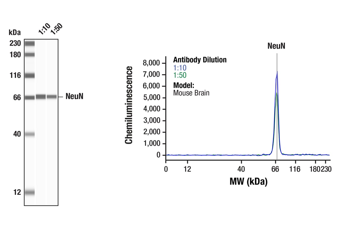 undefined Image 11: beta-Amyloid Mouse Model Neuronal Viability IF Antibody Sampler Kit