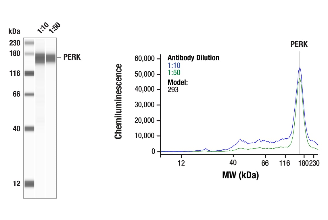 undefined Image 3: PhosphoPlus<sup>®</sup> PERK (Thr980) Antibody Duet