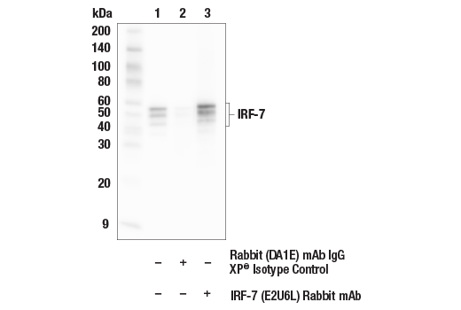 Immunoprecipitation Image 1: IRF-7 (E2U6L) Rabbit Monoclonal Antibody