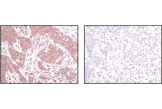 undefined Image 18: Translation Initiation Complex Antibody Sampler Kit