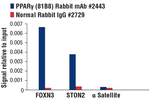 Chromatin Immunoprecipitation Image 1: PPAR gamma (81B8) Rabbit Monoclonal Antibody