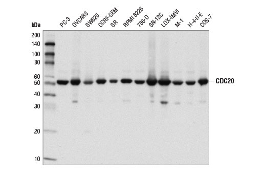 Western Blotting Image 1: CDC20 (D6C2Q) Rabbit mAb